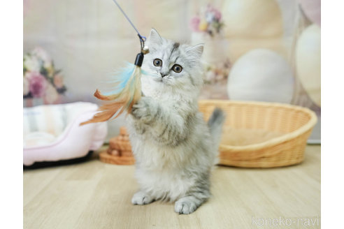 成約済の千葉県のミヌエット-100422の6枚目